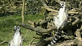 Lemurs sunbathing