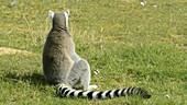 Ring-tailed lemur