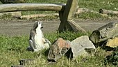Lemur sitting by rocks