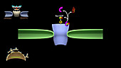 Nuclear protein export, animation