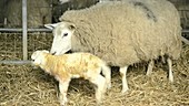 Sheep and lamb