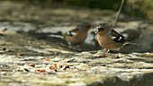 Chaffinch eating seeds