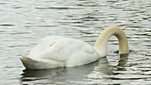Swan feeding