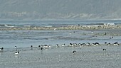 Oystercatchers on a beach