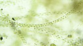 Spirogyra algae