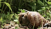 Burgundy snails mating