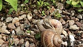 Burgundy snails mating