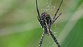 Wasp spider and egg sac