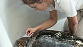 Bathing a loggerhead turtle