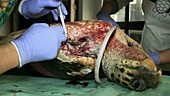 Operating on a loggerhead turtle