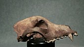 Iron Age dog skull