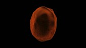 Yeast cell budding, animation