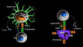 Lymphocyte and macrophage activation
