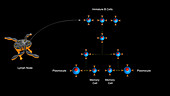 B-cell maturation and clonal selection