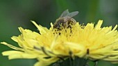 Honeybee feeding on dandelion