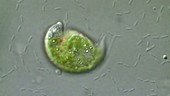 Single Euglena protozoan