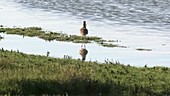 Curlew hunting for food