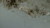 Stylonychia ciliate swimming