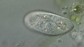 Paramecium in pond water