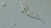 Ciliate protozoan swimming