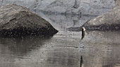 Trout leaping for flies