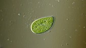 Paramecium bursaria, light microscopy