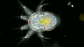 Copepod larva, nauplius stage