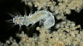 Marine polychaete worm