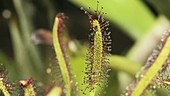 Cape sundew engulfing an insect