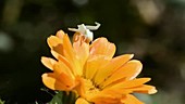 Crab spider on a flower