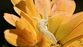 Crab spider on a flower