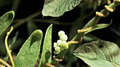 Dodder parasitic plant flowers, timelapse