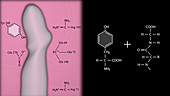 Enzyme bond cleavage site