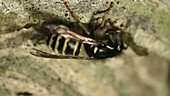 Common wasp building nest