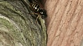 Common wasp building nest