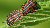 Shield bugs mating