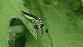 Green robber fly on leaf