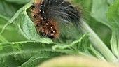 Great tiger moth caterpillar