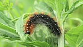 Great tiger moth caterpillar