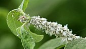 Aphids on bush