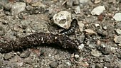 Beetle larva feeding on a worm