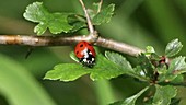 Ladybird