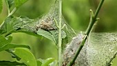 Spindle ermine moth's nest