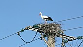 Stork's nest on pole
