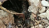 Loggerhead turtle carcass