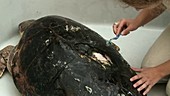 Cleaning an injured loggerhead turtle
