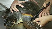 Tagging a loggerhead turtle