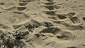 Turtle tracks in sand