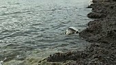 Dead sea turtle in water