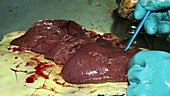 Loggerhead turtle's liver